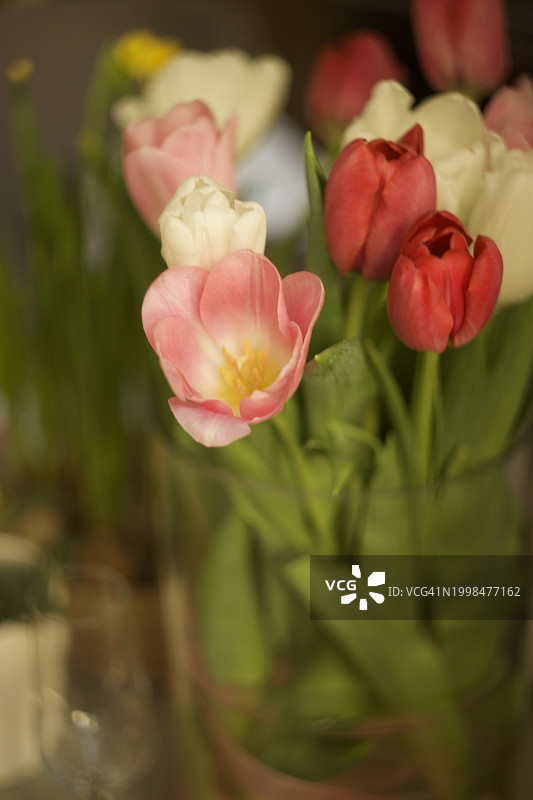 粉色玫瑰的特写图片素材