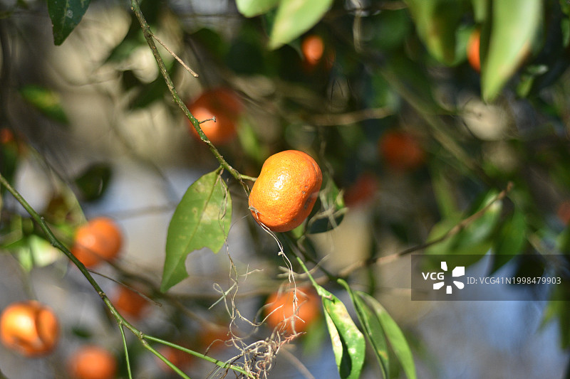 树上生长的橙色水果特写，美国佛罗里达州图片素材
