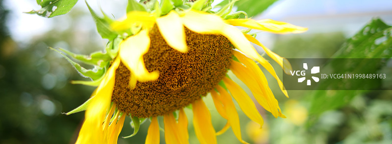 向日葵特写图片素材