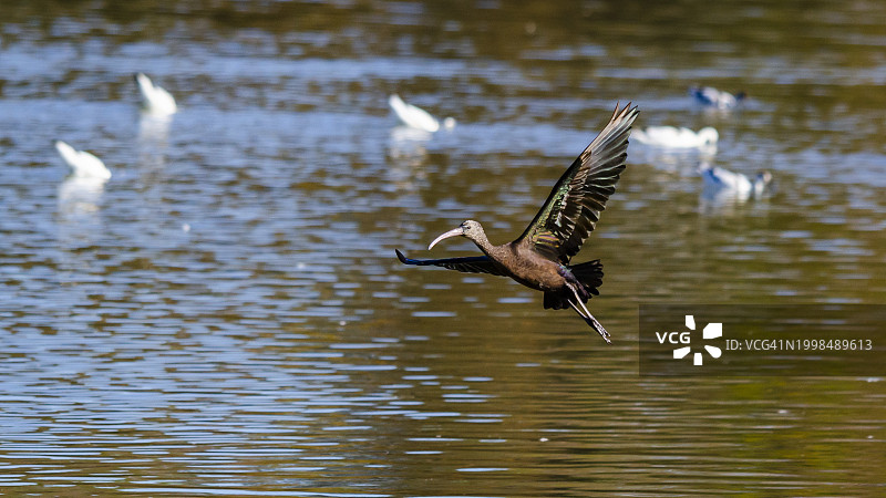 反嘴鹬飞过湖面的俯视图图片素材