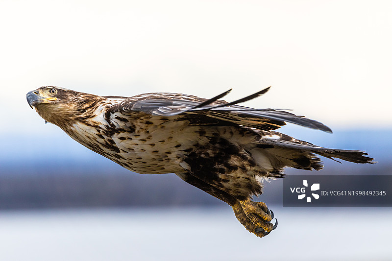 阿拉斯加克奈的雄鹰近景图片素材