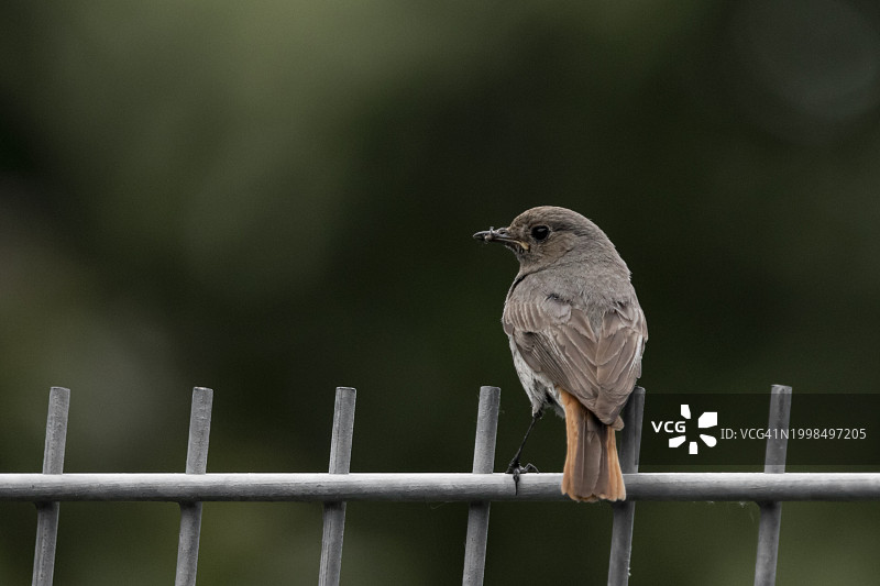 特写：鸣禽栖息于栏杆上图片素材