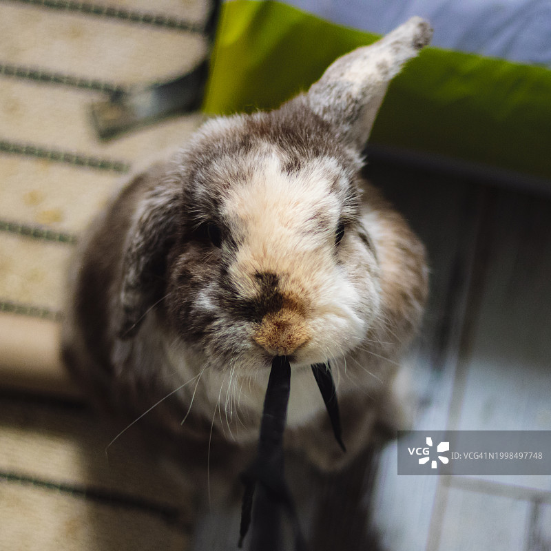 桌子上迷你垂耳兔的特写图片素材