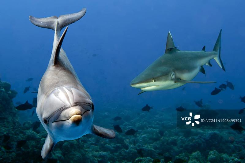 海中鲨鱼游泳的特写图片素材
