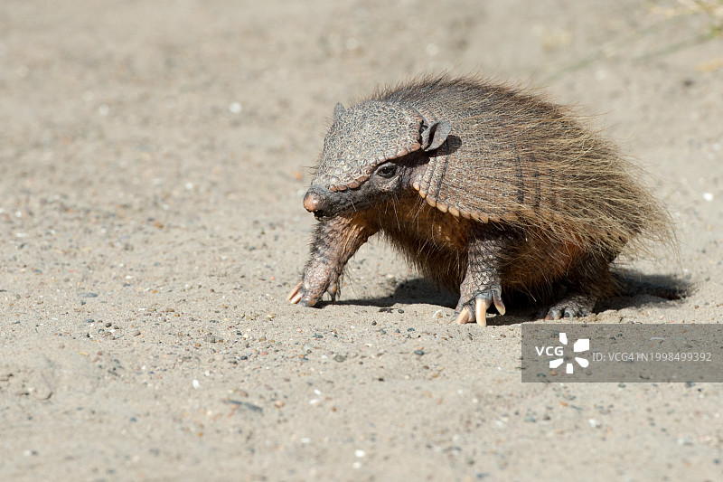 沙滩上的刺猬特写图片素材