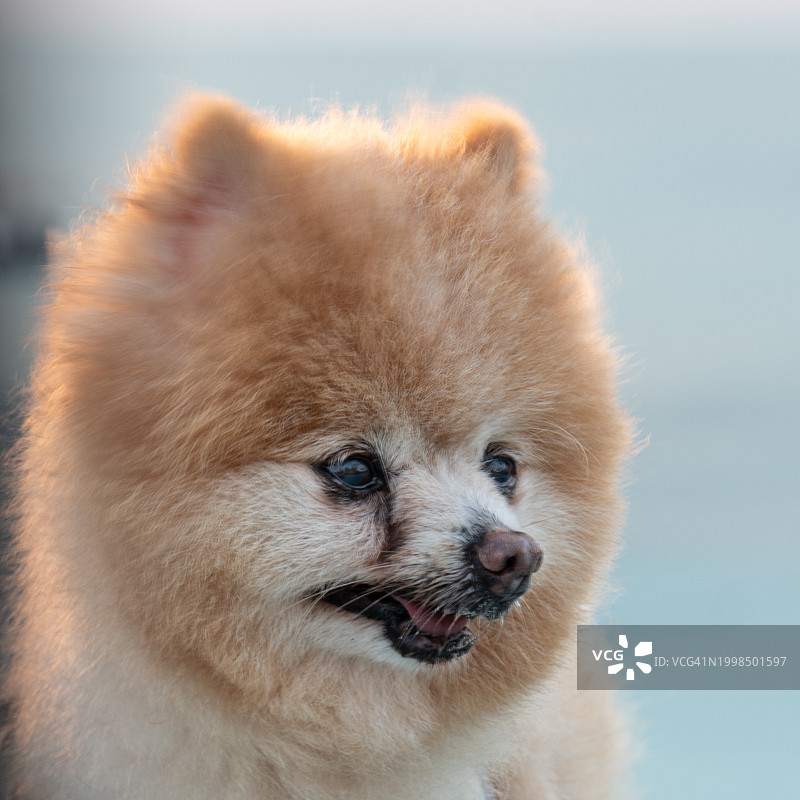 熊的特写肖像图片素材