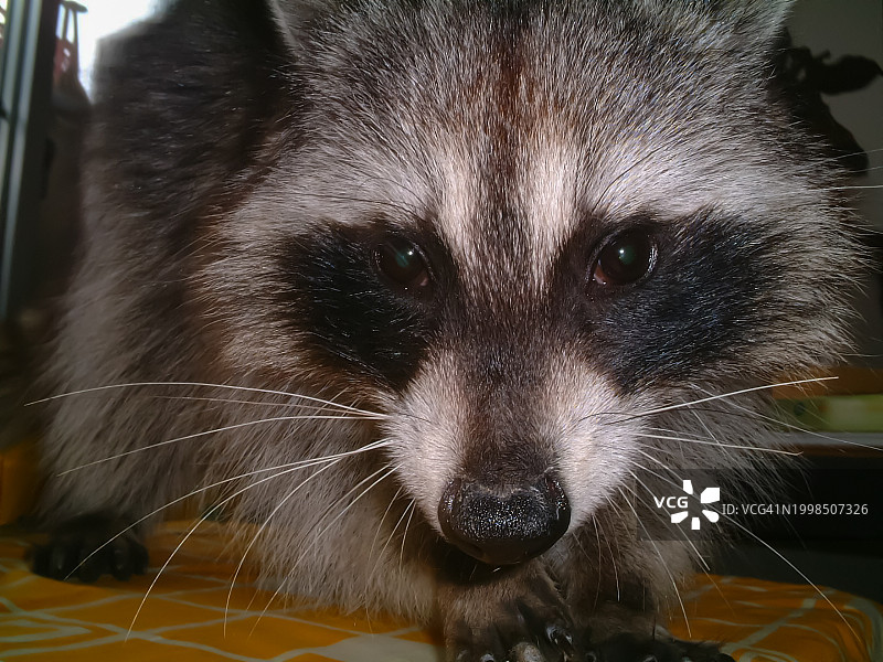 狗的特写肖像图片素材