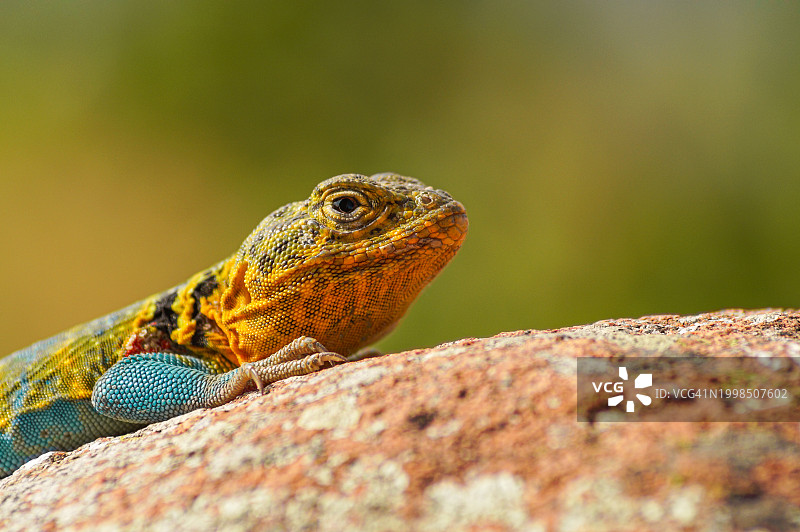 美国俄克拉荷马州劳顿市岩石上的鬣蜥特写图片素材