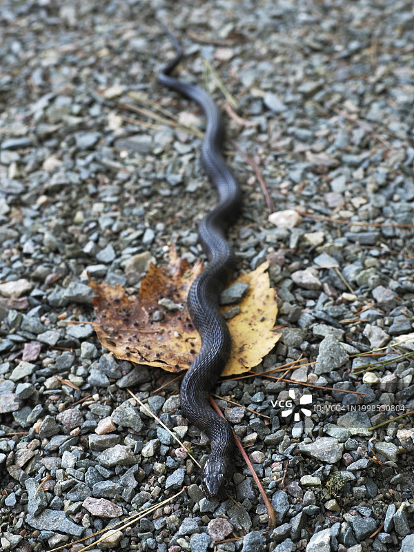 美国马萨诸塞州内蒂克岩石上的蜥蜴高角度视图图片素材