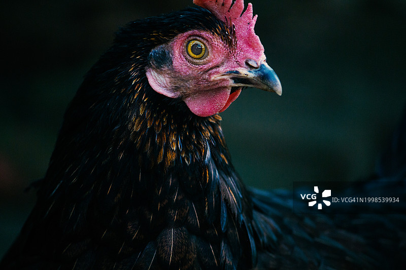 美国加利福尼亚州北好莱坞公鸡特写图片素材