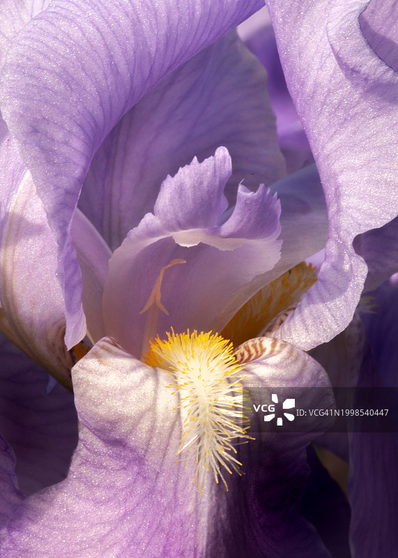 美国密歇根州东兰辛市紫色番红花特写图片素材