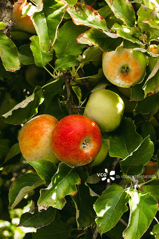 北卡罗来纳州亨德森维尔的树上苹果特写图片素材