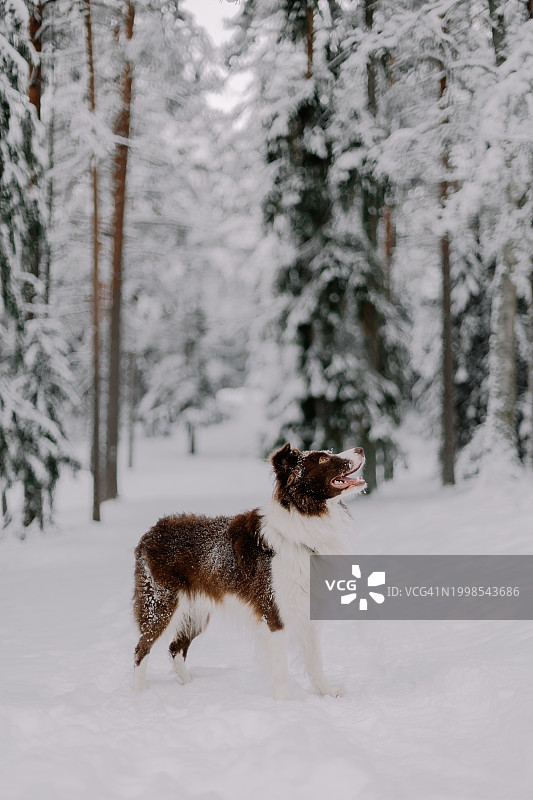 纯种澳洲牧羊犬在雪地里奔跑的侧面图图片素材