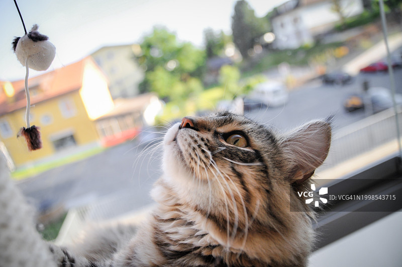 猫看向别处的特写图片素材