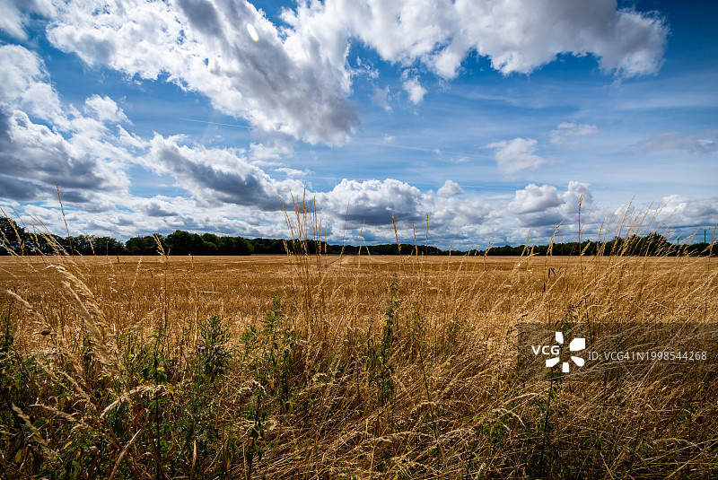 蓝天映衬下的农田美景图片素材
