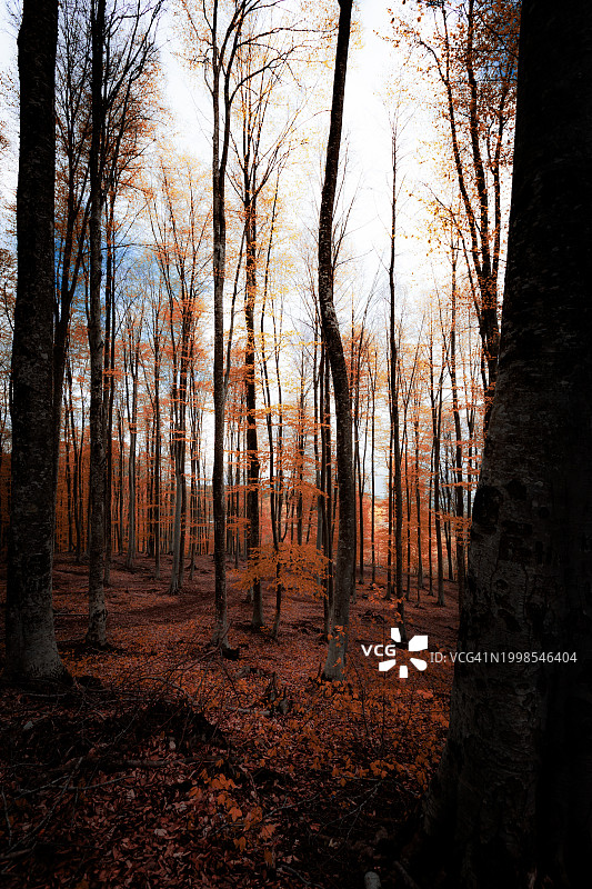 秋天森林里的树木图片素材