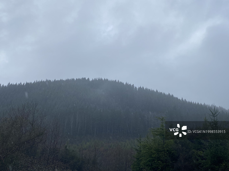 俄勒冈州蒂拉穆克县森林风光图片素材