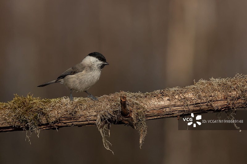 栖息在树枝上的山雀特写图片素材
