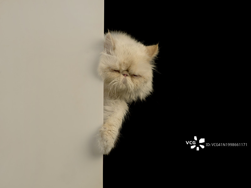 黑色背景下的猫特写图片素材