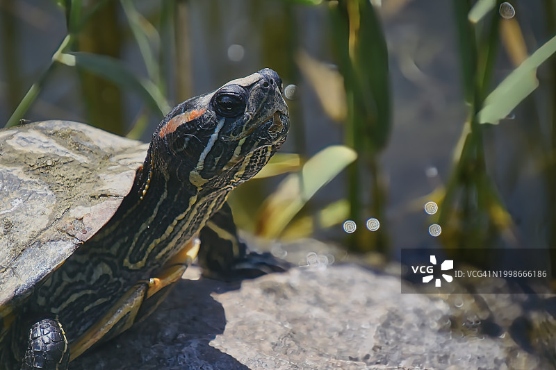 蜥蜴在岩石上的特写图片素材
