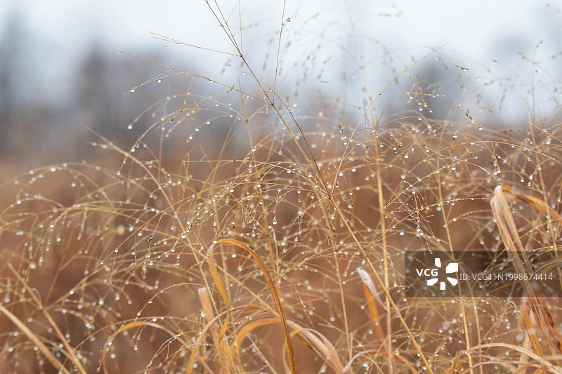 田野湿润植物特写，查尔斯镇，西弗吉尼亚州，美国图片素材