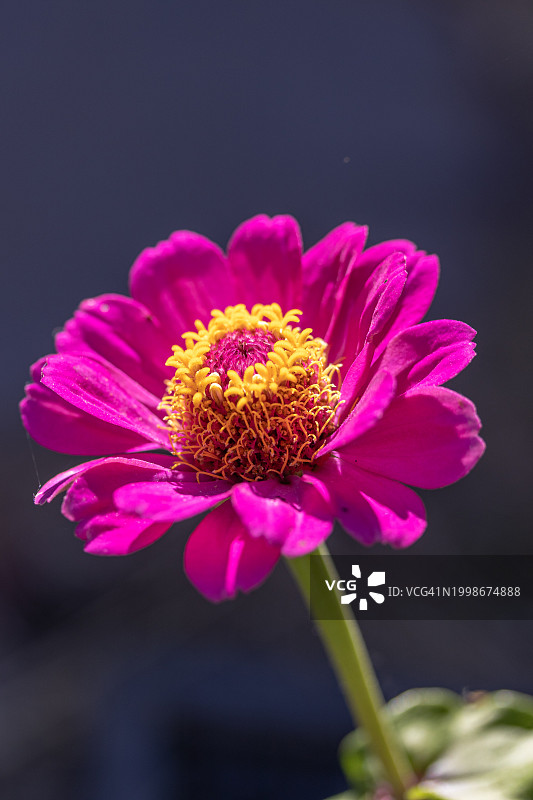 粉色花朵的特写图片素材