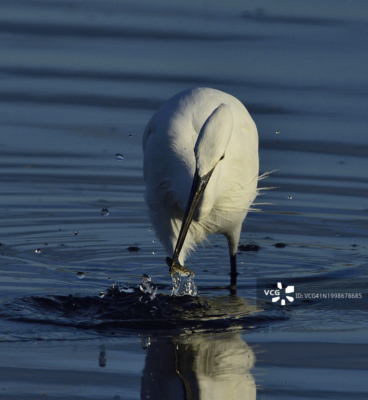 湖中游泳的白鹭特写图片素材