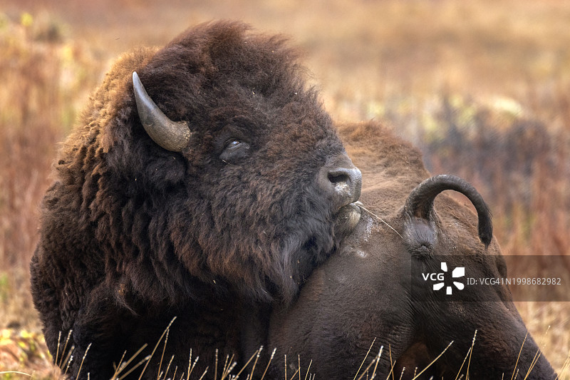 美国俄克拉荷马州劳顿的大象特写图片素材