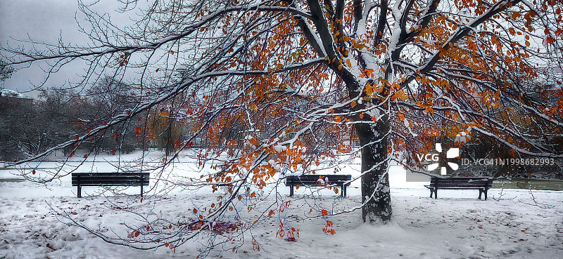 冬季雪原树木景观图片素材