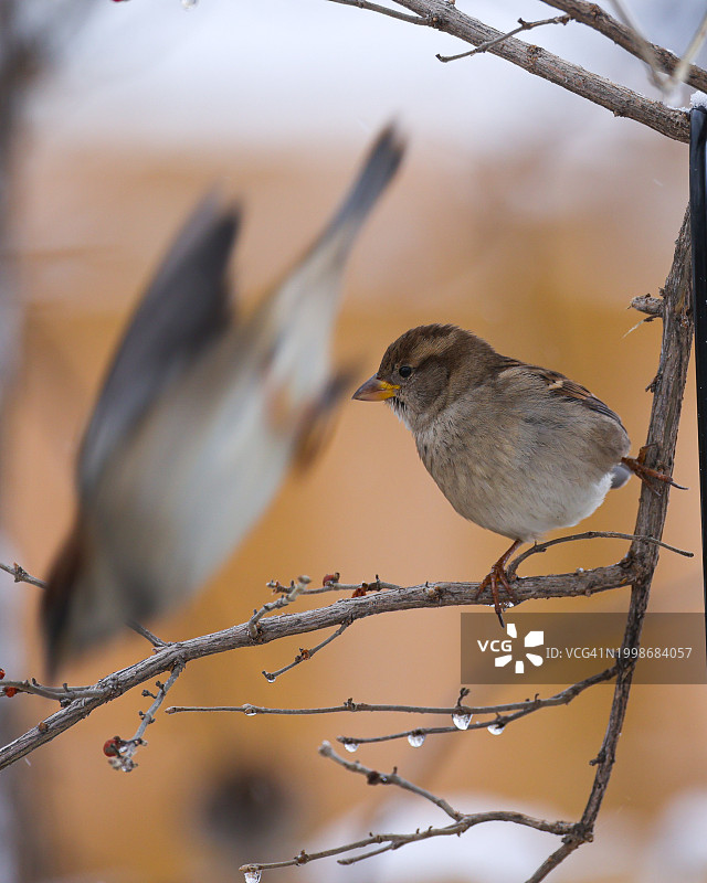 美国内布拉斯加鸣禽栖息树枝特写图片素材