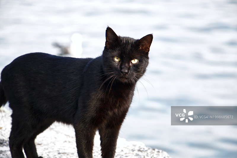 站在沙滩上的黑猫肖像图片素材