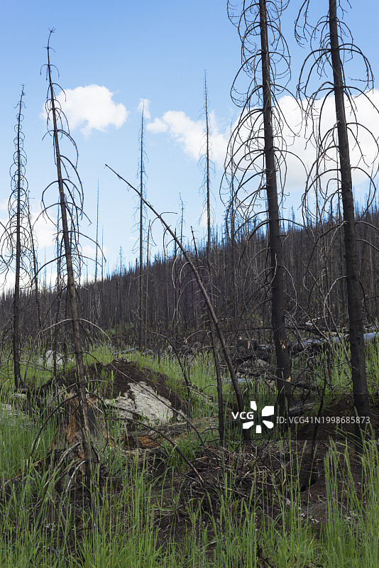 树木在天空的衬托下生长图片素材