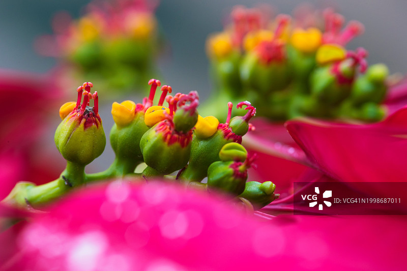 美国加利福尼亚州米逊维耶荷的红色植物特写图片素材