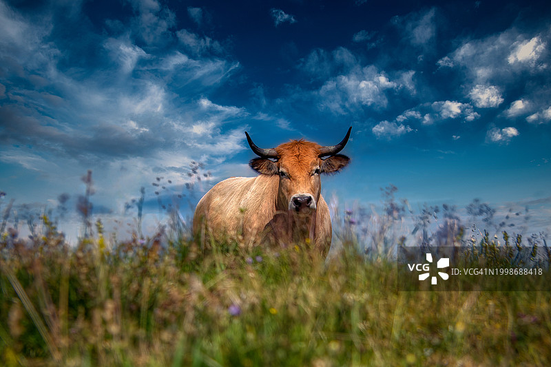 田野蓝天下站立的牛的肖像图片素材