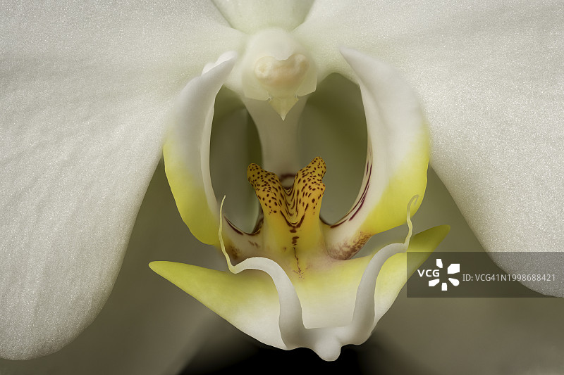 白色兰花特写图片素材