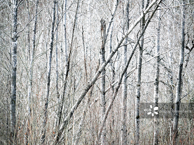 加拿大魁北克省翠湖山庄冬季白桦林特写图片素材