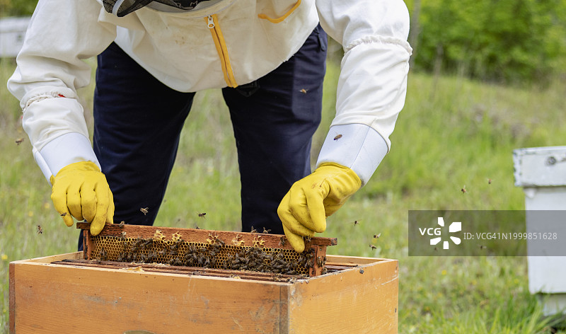 养蜂人采蜜图片素材