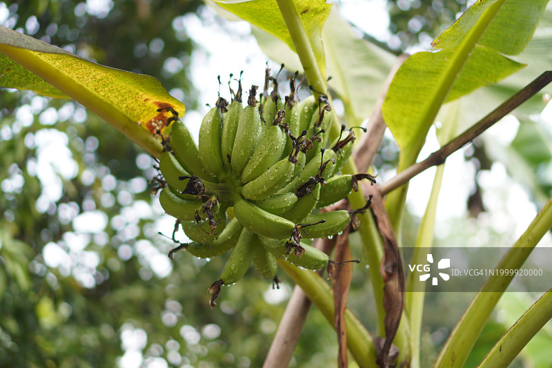 香蕉树图片素材