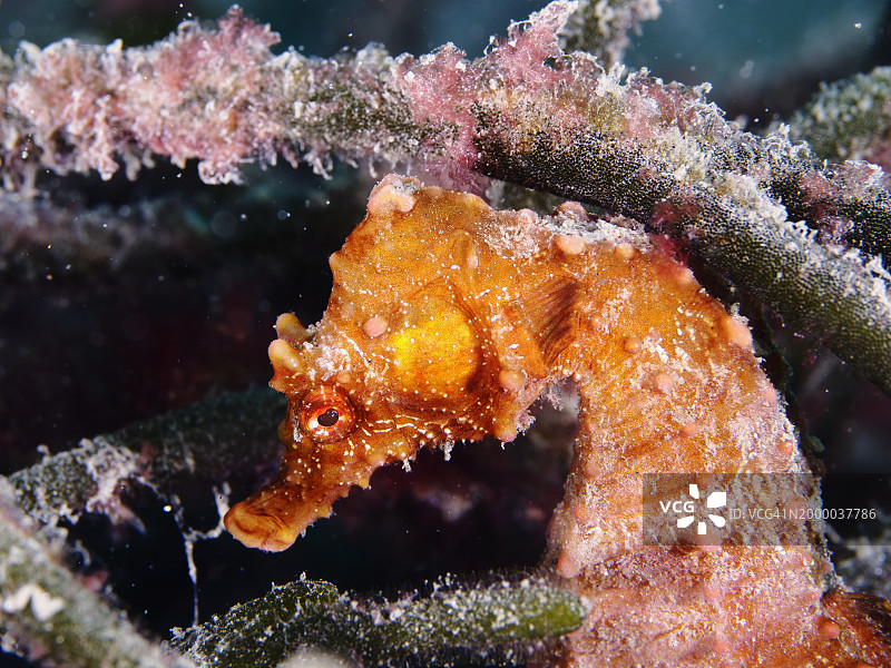 短吻海马（Hippocampus hippocampus）的肖像图片素材