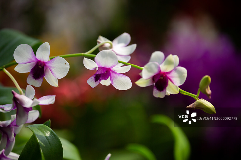 石斛兰花：白色花瓣，紫色花心。尖竹汶府吉 Kut 区花卉节图片素材