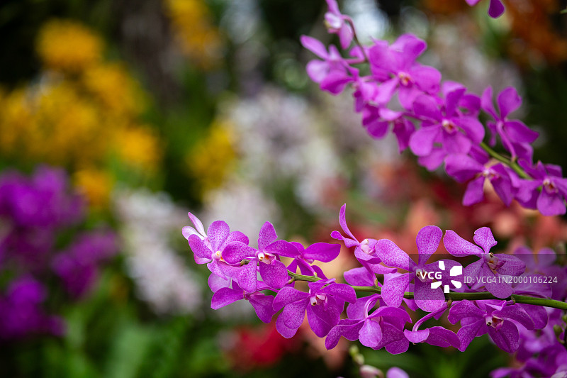 尖竹汶府吉 Kut 区花卉节上的深粉色兰花图片素材