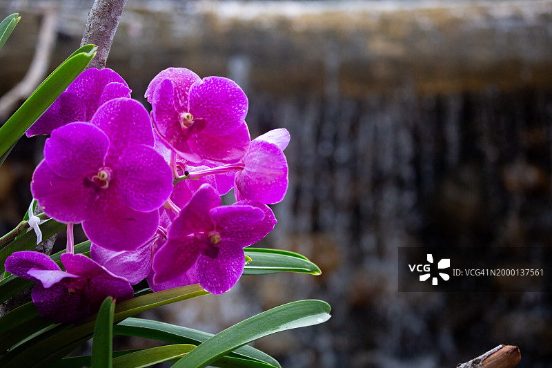 粉色万代兰：泰国尖竹汶府吉 Kut 区鲜花节的兰花园图片素材