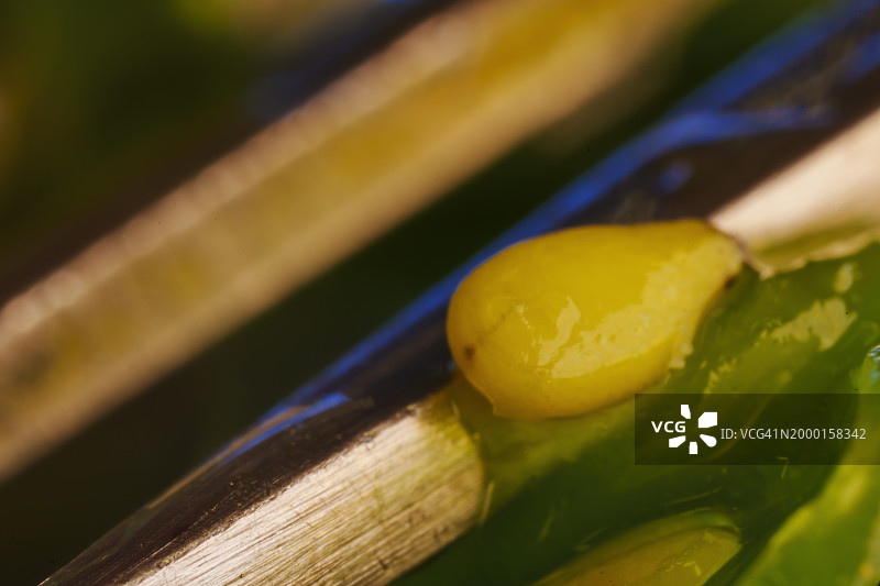 海藻沙拉图片素材