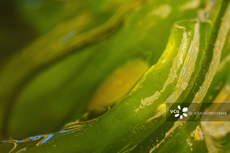 海藻沙拉图片素材