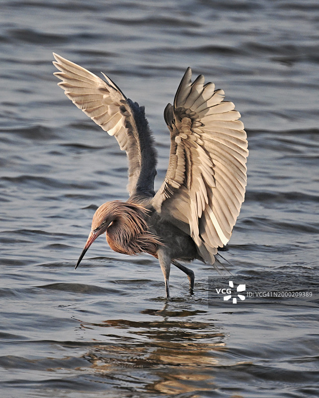 在美国德克萨斯州南帕德里岛浅水中展开翅膀捕猎的红褐鹭图片素材