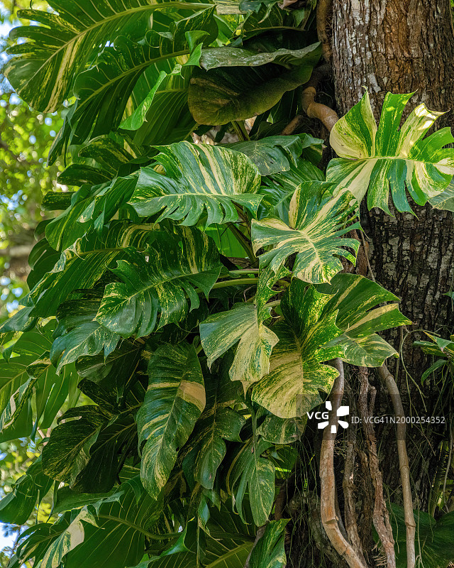 芋头叶图片素材