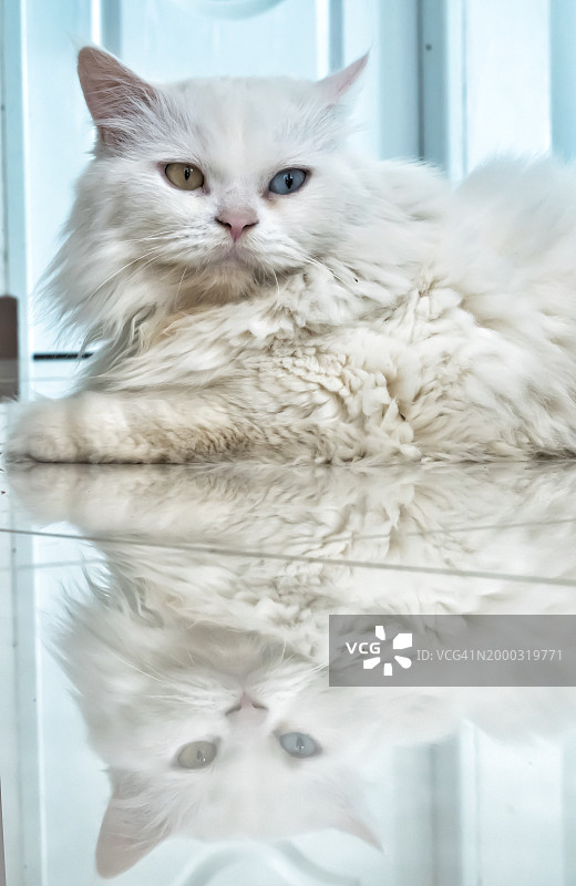 异色瞳猫在地板上的倒影图片素材