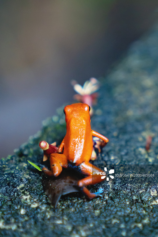 雨林中的红色青蛙：草莓箭毒蛙图片素材