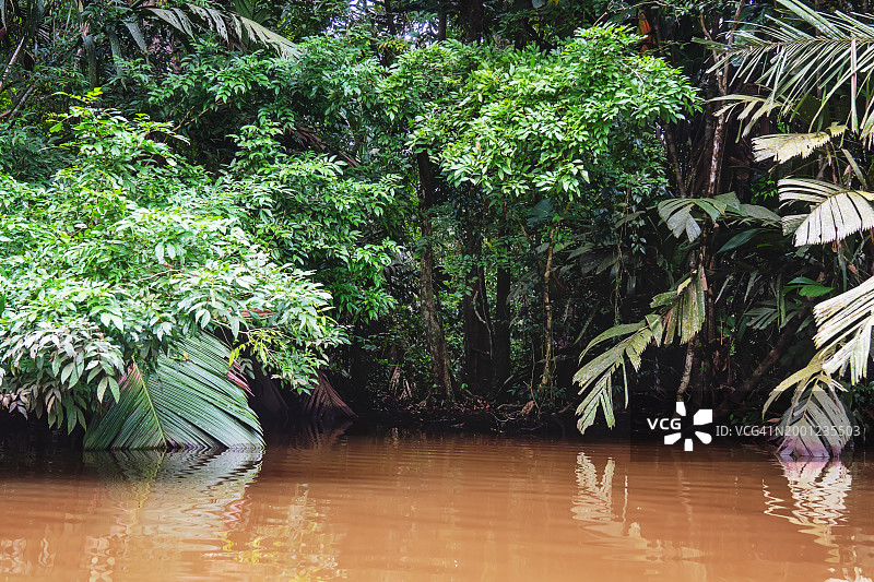 迷人的雨林茂盛的树叶图片素材
