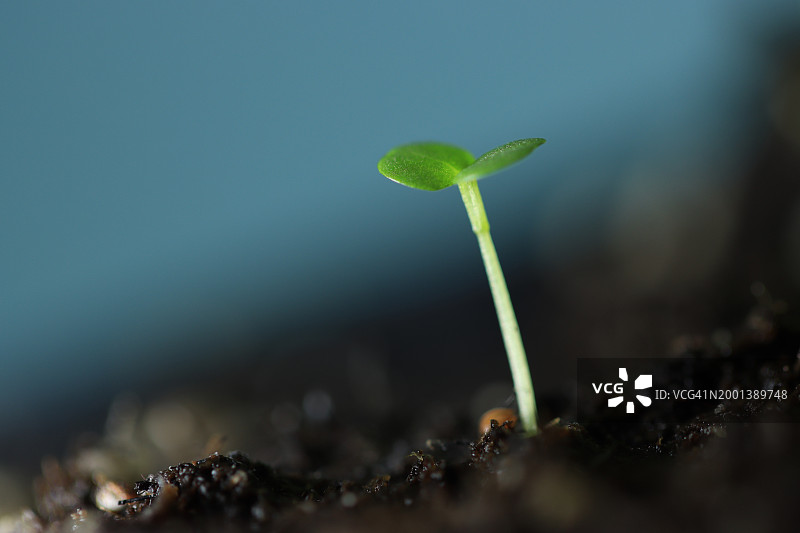 蓝天下从沃土中发芽的幼苗图片素材